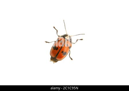 Beetle Cryptocephalus octopunctatus isolato su uno sfondo bianco Foto Stock