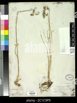 00821094.tif Allium cernuum Roth. Foto Stock