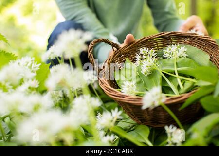 Primo piano di Donna che raccoglie l'aglio selvaggio in legno che mette le foglie nel cestino Foto Stock