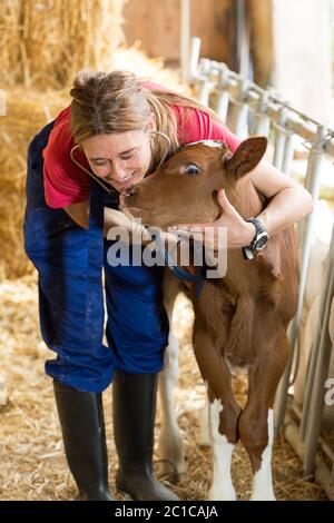 Questioni veterinarie in una fattoria di eseguire un esame fisico in una vacca Foto Stock