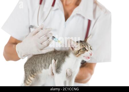 Immissione in commercio di un vaccino veterinario iniezione per un gatto presso la clinica Foto Stock