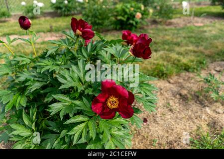 Peonie colorate che crescono nel giardino Foto Stock