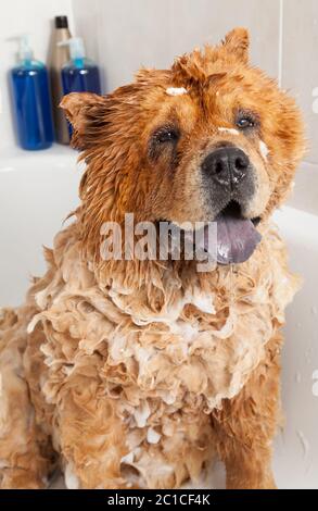 Bagno di bolle un bel cane Chow Chow Foto Stock