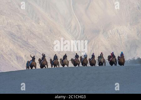 Turisti in cammello giro in dune di sabbia a hunder, ladakh, India Foto Stock