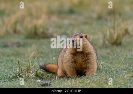 Marmotta himalayana in Ladakh India Foto Stock