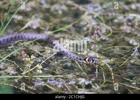 Serpente di Gra nel lago Natrix Natrix Ritratto Foto Stock