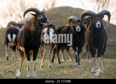 Mufflon mandria Ovis orientalis musimon alla luce della sera Foto Stock