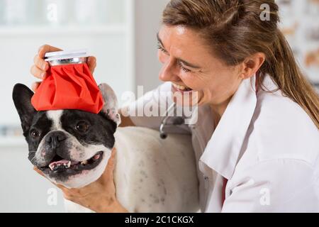 Bulldog francese con un freddo e un veterinario ponendo un sacco di acqua fredda sulla testa Foto Stock