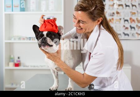 Bulldog francese con un freddo e un veterinario ponendo un sacco di acqua fredda sulla testa Foto Stock