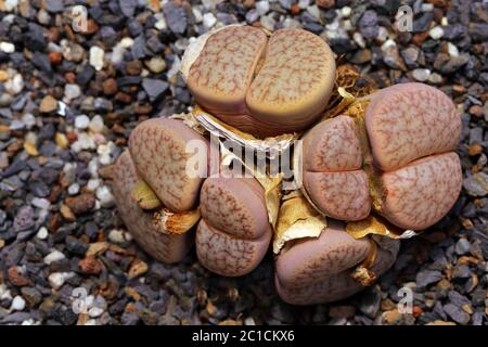 Litope pseudotruncatella - pietre viventi della Namibia Foto Stock