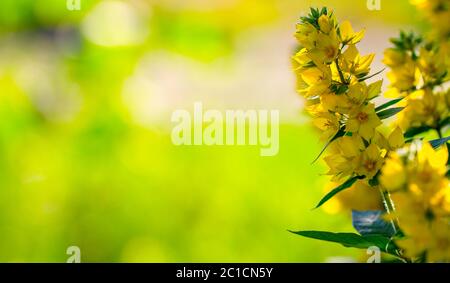 Lysimachia vulgaris fiore giallo bellissimo fiore sul letto fiorito Foto Stock