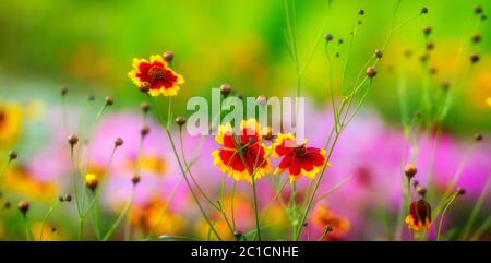 Coreopsis tinctoria bellissimo fiore lilla che fiorisce nel mezzo dell'estate. Foto Stock