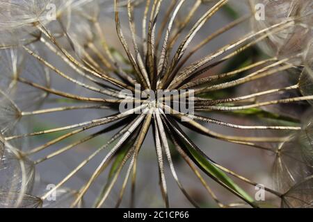 Primo piano di testa di dente di leone seminato, simbolo di possibilità, speranza e sogni. Buona immagine per la simpatia, ottenere-bene presto, o pensando a voi biglietto di auguri. Foto Stock