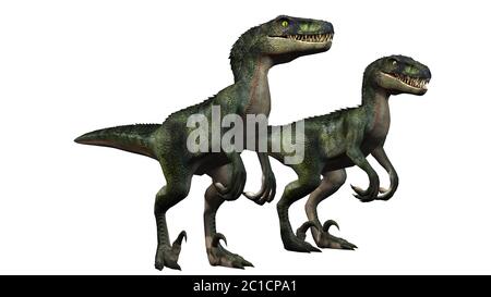 Velociraptor Dinosaur - isolato su sfondo bianco Foto Stock