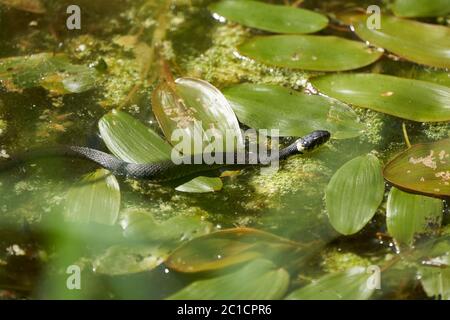 Serpente di Gra nel lago Natrix Natrix Ritratto Foto Stock