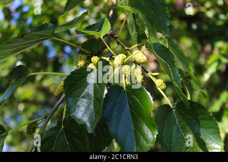 Un gelso verde che ha iniziato a maturare su un ramo con foglie. Beja, Portogallo. Foto Stock