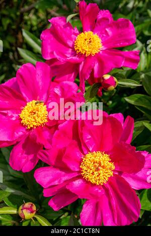 Peonie colorate che crescono nel giardino Foto Stock