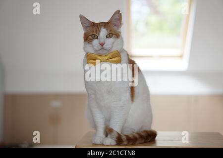 Gatto bianco e zenzero con un'ala di traino Foto Stock