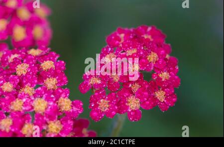 Achillea glaberrima rosso pianta perenne utilizzata nella progettazione paesaggistica Foto Stock