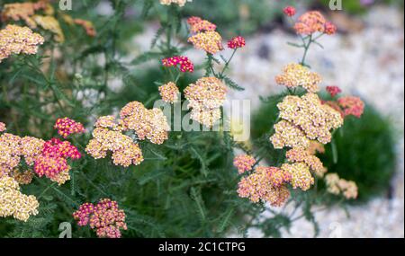 Achillea glaberrima rosso pianta perenne utilizzata nella progettazione paesaggistica Foto Stock