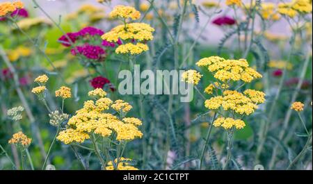 Achillea glaberrima rosso pianta perenne utilizzata nella progettazione paesaggistica Foto Stock