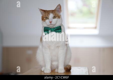 Gatto bianco e zenzero con un'ala di traino Foto Stock