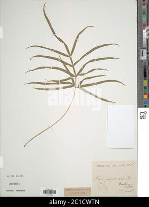 Pteris multifida Pteris multifida. Foto Stock