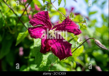 Clematis Rouge Cardinal Vine, conosciuto anche come Old Mans Beard in fiore durante la fotografia estiva scattata da Simon Dack Foto Stock