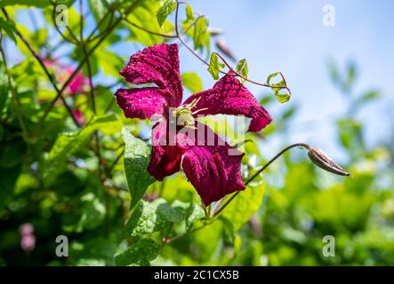 Clematis Rouge Cardinal Vine, conosciuto anche come Old Mans Beard in fiore durante la fotografia estiva scattata da Simon Dack Foto Stock