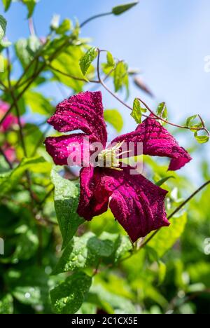 Clematis Rouge Cardinal Vine, conosciuto anche come Old Mans Beard in fiore durante la fotografia estiva scattata da Simon Dack Foto Stock