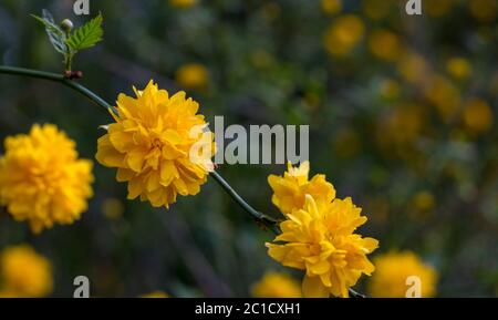 Kerria japonica, un bell'arbusto fiorito giallo. Foto Stock