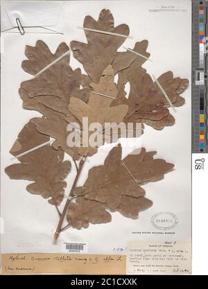 Quercus alba L x Q stellata Wangenh Quercus alba L x Q stellata Wangenh. Foto Stock
