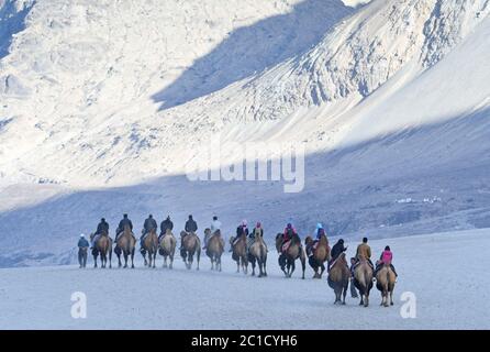 Cammelli a Hunder, nubra Valley Foto Stock