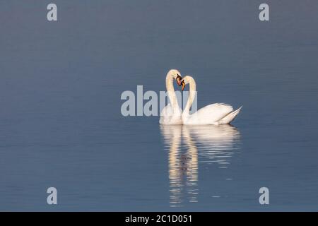 Cigno, (Cygnus olor), Regno Unito - coppia di cigni accoppiate su un lago tra loro affacciate Foto Stock