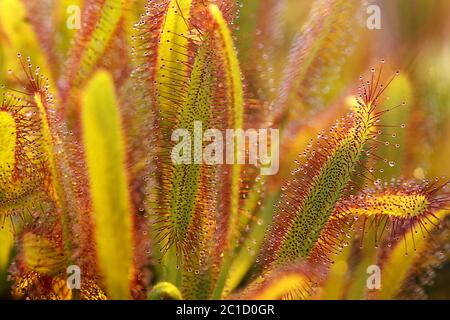 drosera capensis Foto Stock