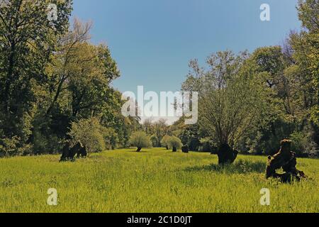 willow alberi sul reininsel ketscher Foto Stock