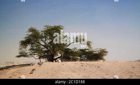 Albero leggendario della vita, deserto del bahrain Foto Stock