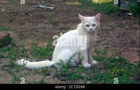 Un gatto bianco con una condizione impressionante chiamata Heterochromia iridum Foto Stock