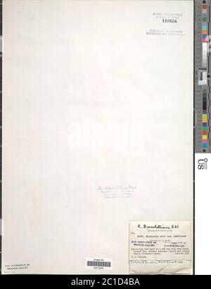 Calotrix parietina Calotrix parietina. Foto Stock