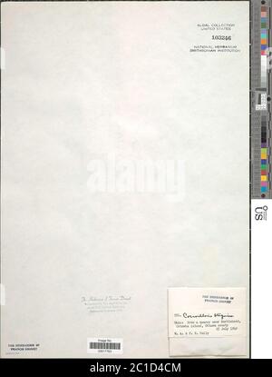 Coccloride stagnina coccloride stagnina. Foto Stock