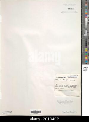 Calotrix parietina Calotrix parietina. Foto Stock