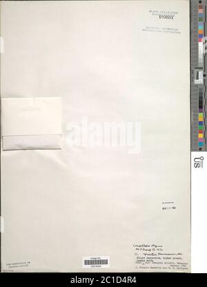 Coccloride stagnina coccloride stagnina. Foto Stock