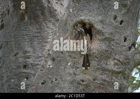 Fiordo grigio africano Lophoceros nasutus tropicale vicino uccelli passerini trovati nel Vecchio mondo. Africa. Ritratto con insetto di cibo Foto Stock