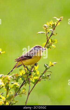 Un Waggail giallo maschio, Motacilla flava, si siede su un ramo con il nido di uccello materiale nel suo becco. Verde erba verde e verde sullo sfondo Foto Stock