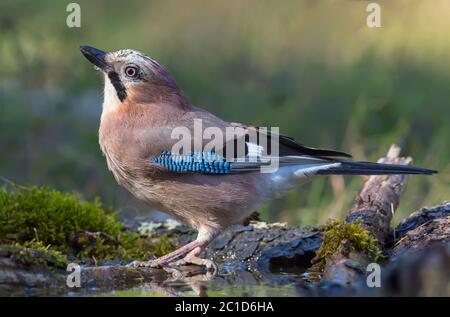 Aggraziata Eurasian Jay (garrulus glandarius) si gira la schiena su un lichen e tronco mussoso nella foresta vicino stagno d'acqua Foto Stock