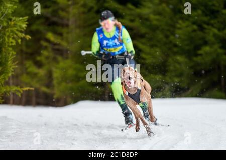 Corsa di cani da sci. Gara di sport invernali per cani. Il cane puntatore tira sciatore. Sci attivo su pista di fondo innevata Foto Stock