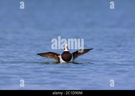 Anatra a coda lunga (Clangula hyemalis) maschio in mare che batte le ali in inverno Foto Stock