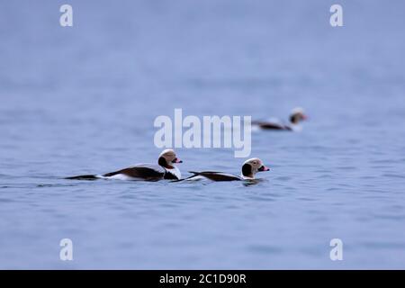 Tre anatre a coda lunga (Clangula hyemalis) maschi che nuotano in mare in inverno Foto Stock