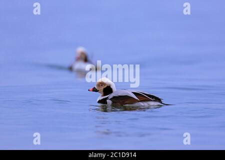 Due anatre a coda lunga (Clangula hyemalis) maschi che nuotano in mare in inverno Foto Stock