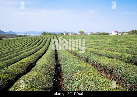 Giardino del tè verde sulla collina, cina Foto Stock